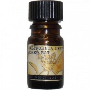 California Leaf-Nosed Bat