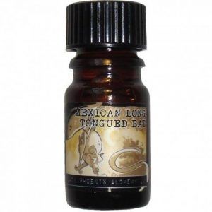 Mexican Long-Tongued Bat